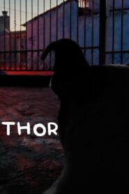 Thor 2024
